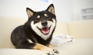 如何挑选一只好的马犬 如何挑选一只好的马犬幼犬