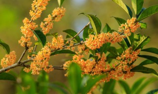 桂花树什么时候种植（桂花树什么时候种植最好）