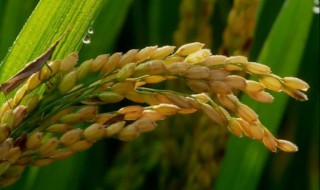 春播水稻大田播种方法 水稻种植播种