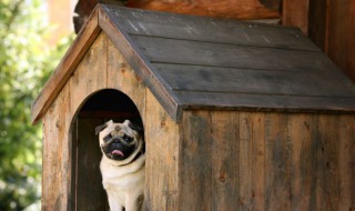 恶霸犬养殖注意什么（养恶霸犬危险吗）