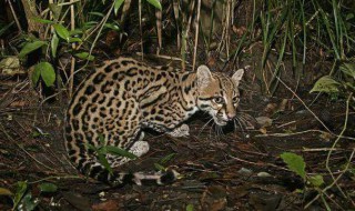 野猫是保护动物吗 野猫是保护动物吗图片