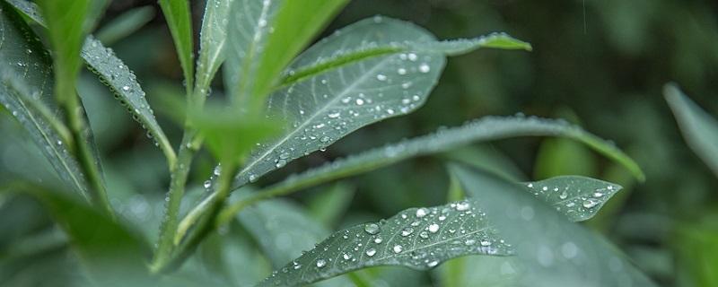 清明节为什么会下雨