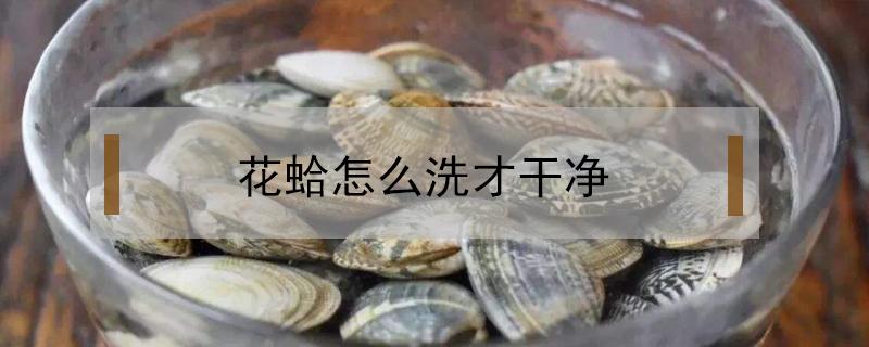 花蛤怎么洗才干净