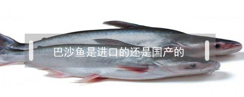 巴沙鱼是进口的还是国产的（国产巴沙鱼和进口的区别）