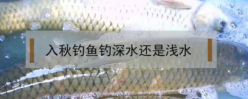 入秋钓鱼钓深水还是浅水（入秋晚上钓深水还是浅水）