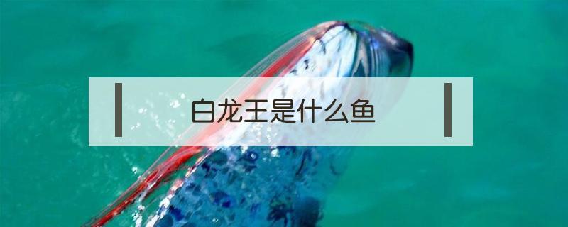 白龙王是什么鱼（白龙王鱼图片）