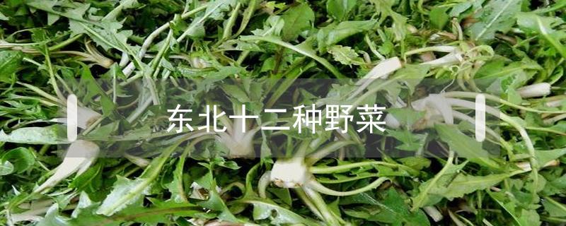 东北十二种野菜（东北十二种野菜大叶芹）