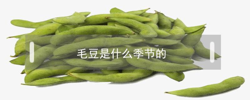 毛豆是什么季节的