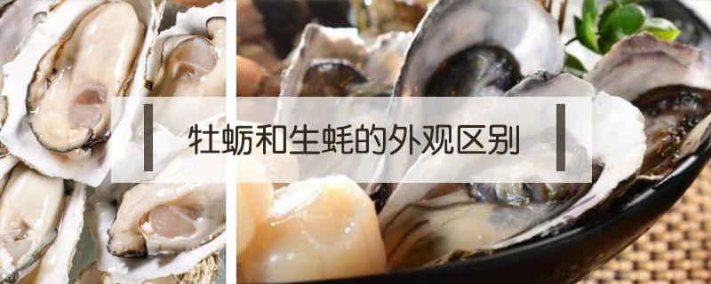 牡蛎和生蚝的外观区别 牡蛎和生蚝的外观区别图片