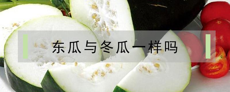 东瓜与冬瓜一样吗（冬瓜还是东瓜?傻傻分不清楚）