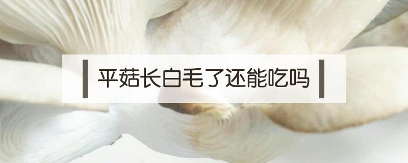 平菇长白毛了还能吃吗