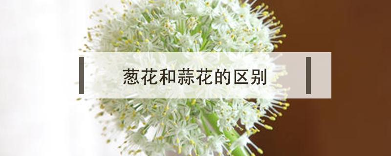 葱花和蒜花的区别 蒜与葱的区别