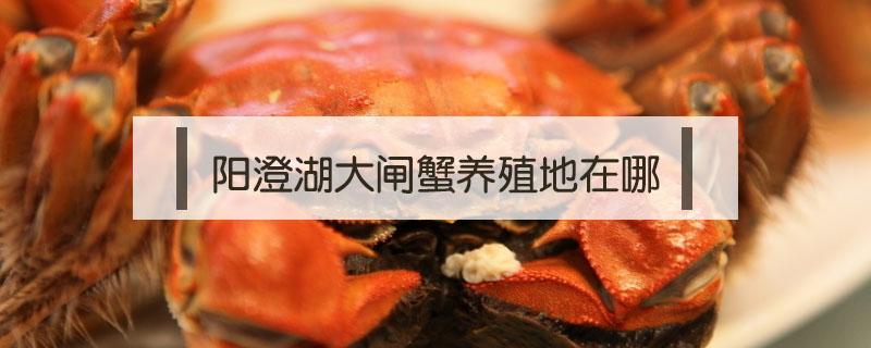 阳澄湖大闸蟹养殖地在哪（阳澄湖大闸蟹在哪里养殖）