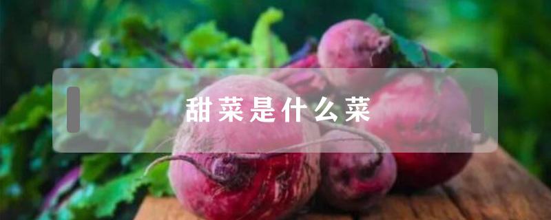 甜菜是什么菜 甜菜是什么菜系