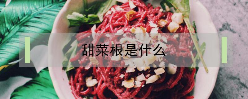 甜菜根是什么 甜菜根是什么季节的蔬菜
