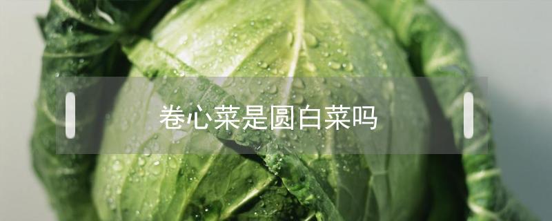 卷心菜是圆白菜吗 卷心菜和圆白菜有什么区别