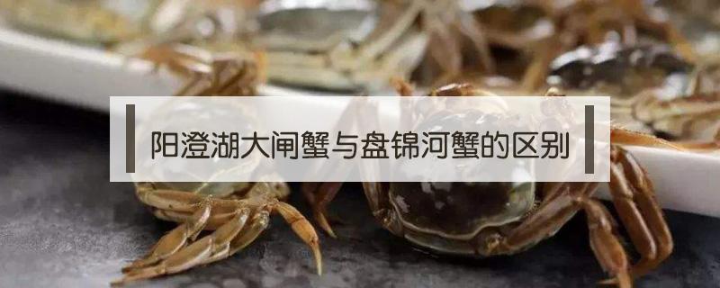 阳澄湖大闸蟹与盘锦河蟹的区别（阳澄湖大闸蟹与盘锦河蟹的区别在哪）