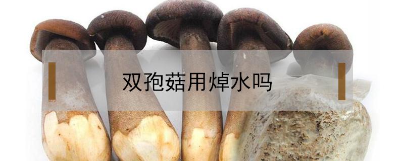 双孢菇用焯水吗 双孢菇不焯水直接炒能吃吗