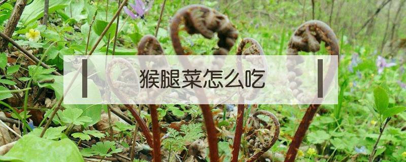 猴腿菜怎么吃（晒干的猴腿菜怎么吃）