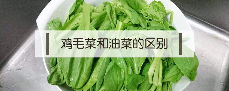 鸡毛菜和油菜的区别 鸡毛菜是不是油菜花