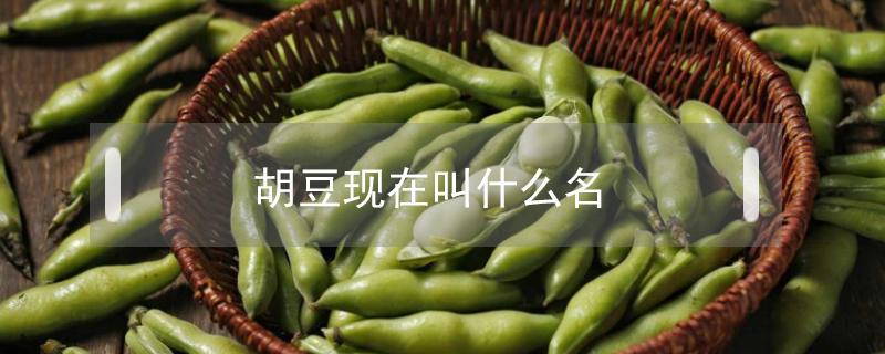 胡豆现在叫什么名（胡豆的别名叫什么）