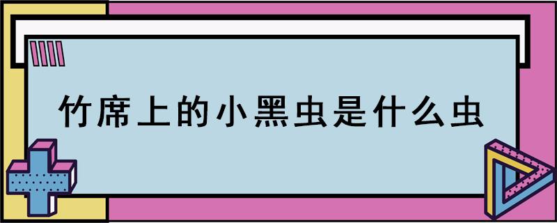 竹席上的小黑虫是什么虫（凉席上的小黑虫子是什么虫）