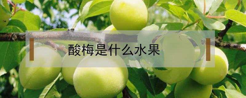 酸梅是什么水果（酸梅是什么水果图片）