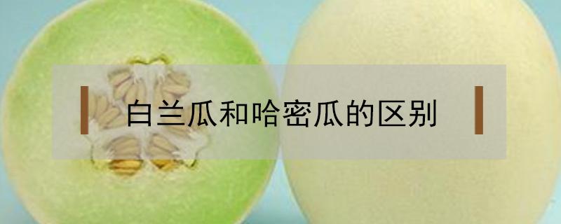 白兰瓜和哈密瓜的区别（白兰瓜和哈密瓜的区别图片）