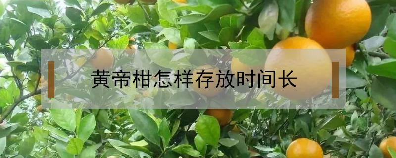 黄帝柑怎样存放时间长（黄果柑常温能保存多久）