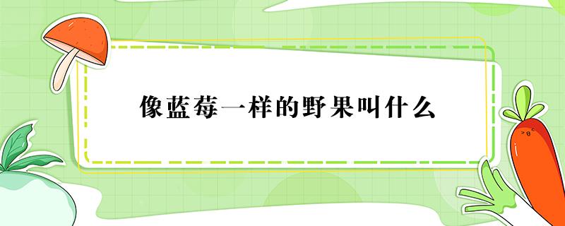 像蓝莓一样的野果叫什么 有一种像蓝莓一样的野果子