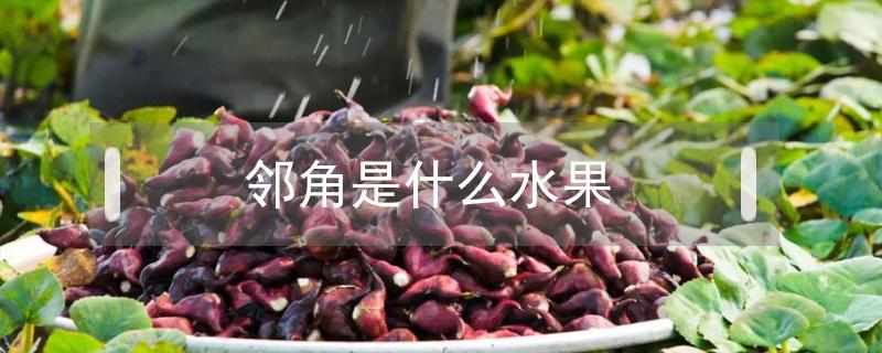 邻角是什么水果 有种水果叫什么