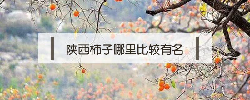 陕西柿子哪里比较有名（柿子是哪里的特产）