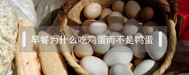 早餐为什么吃鸡蛋而不是鸭蛋（为什么早上吃鸡蛋不吃鸭蛋）