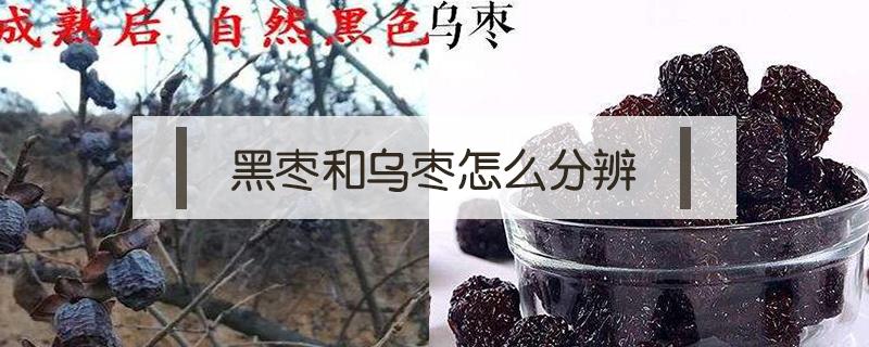 黑枣和乌枣怎么分辨（如何鉴别黑枣）