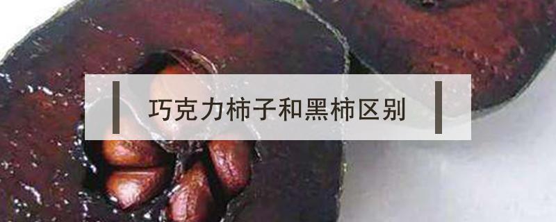 巧克力柿子和黑柿区别