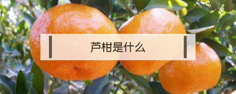 芦柑是什么（芦柑是什么植物）