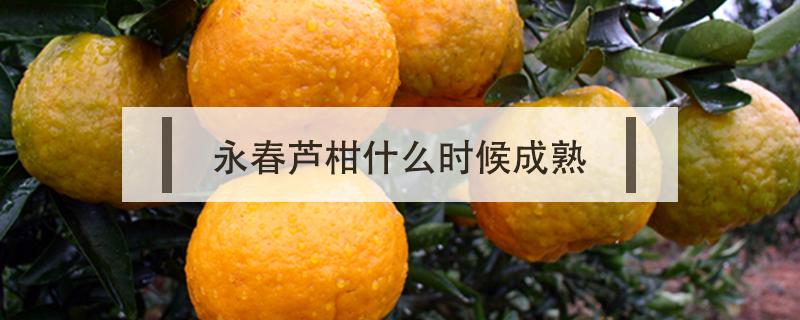 永春芦柑什么时候成熟 永春芦柑是什么季节的