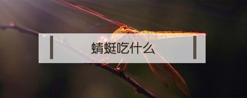 蜻蜓吃什么