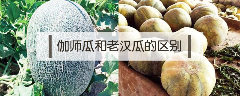 伽师瓜和老汉瓜的区别 伽师瓜是什么瓜