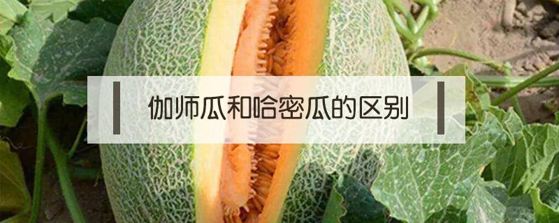 伽师瓜和哈密瓜的区别（伽师瓜与哈密瓜的区别）