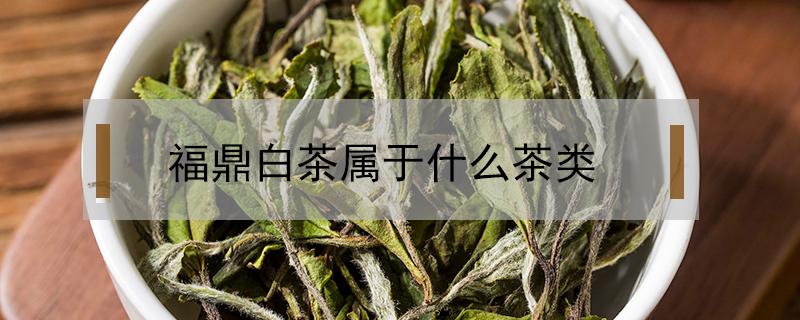 福鼎白茶属于什么茶类（福鼎白茶有哪几类）