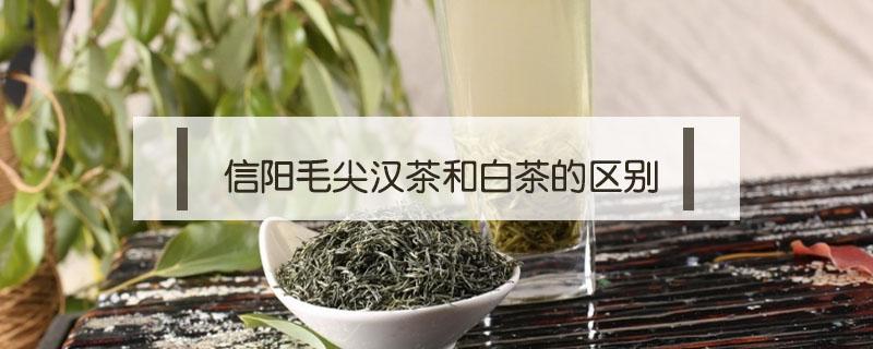 信阳毛尖汉茶和白茶的区别（信阳毛尖白露茶和春茶的区别）