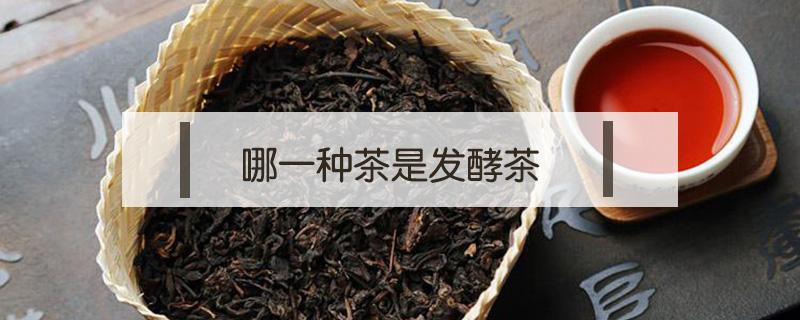 哪一种茶是发酵茶