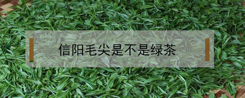 信阳毛尖是不是绿茶