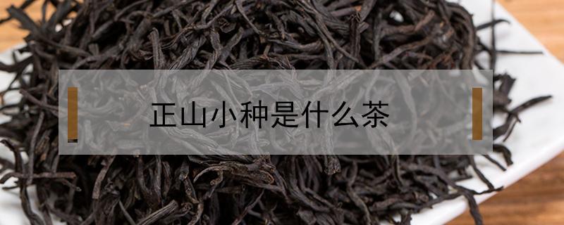 正山小种是什么茶（正山小种是什么茶有什么功效）