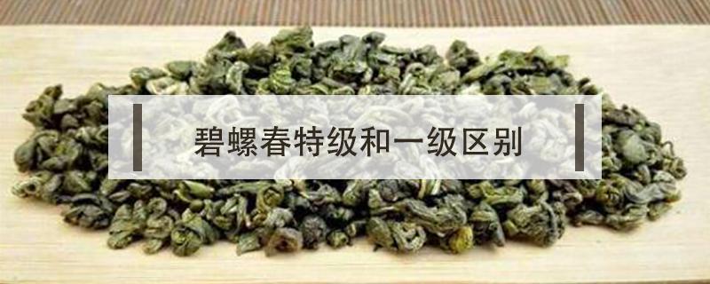 碧螺春特级和一级区别 碧螺春一级和二级