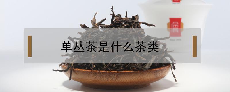 单丛茶是什么茶类 单丛茶是红茶还是绿茶