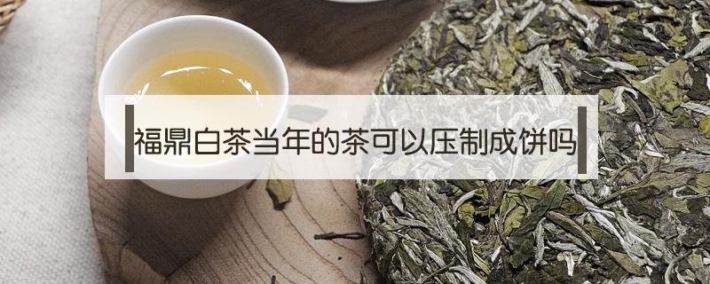 福鼎白茶当年的茶可以压制成饼吗 福鼎白茶当年的茶可以压制成饼吗视频