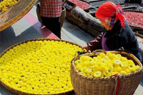 野菊花怎么加工泡水喝