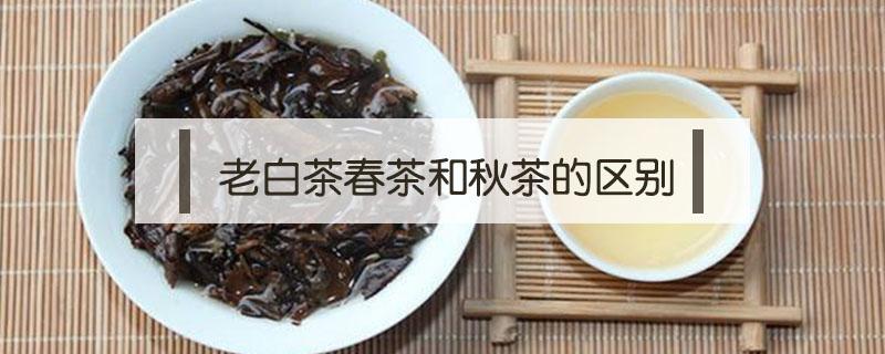 老白茶春茶和秋茶的区别 春白茶好还是秋白茶好